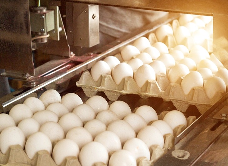 egg processing plant